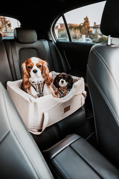 SAND DRIVE BOX FOR DOGS