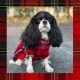 ROYAL STEWART sweater for dogs