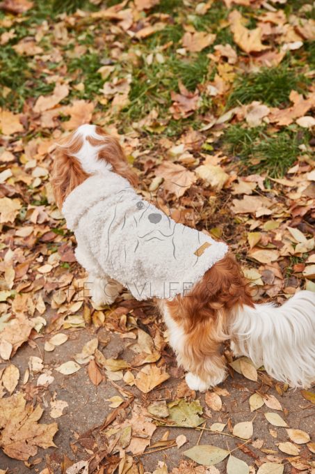 SHERPA SWEATER FOR DOGS