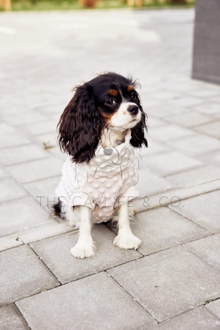 PADDINGTON SWEATER FOR DOGS