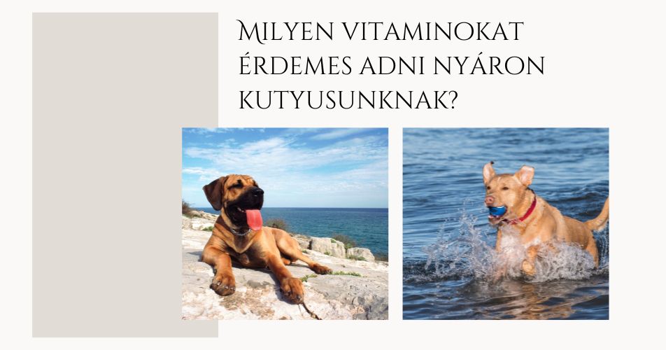 Szükséges vitaminok kutyusoknak nyáron!